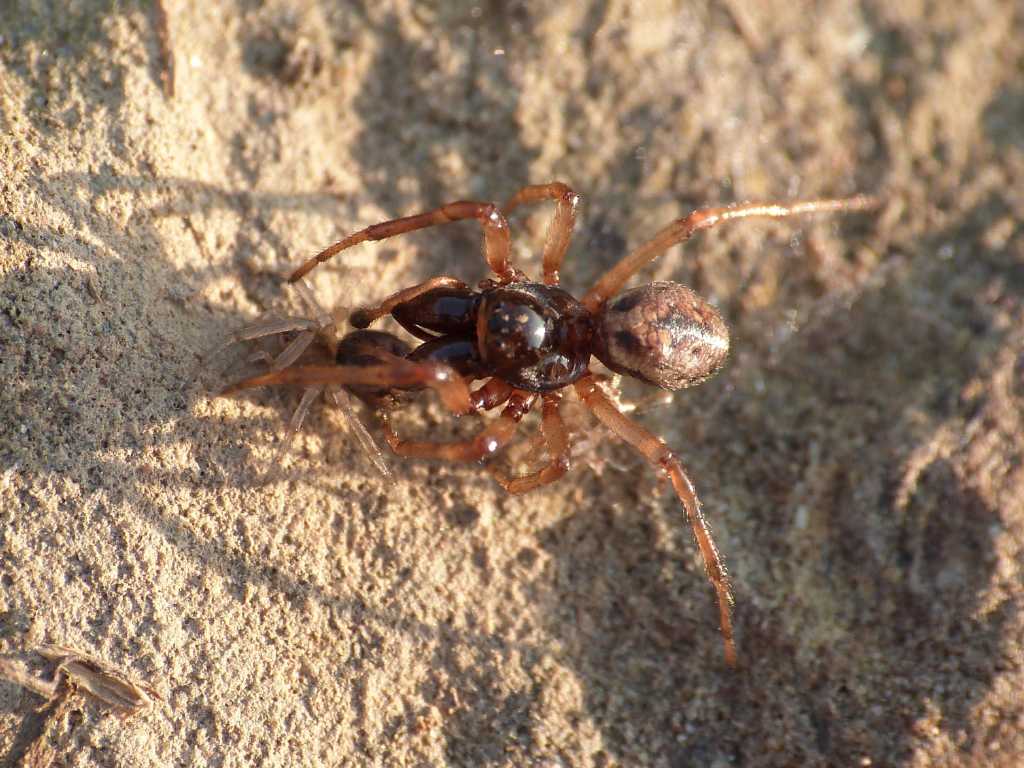 Maschio di Enoplognatha mandibularis protettivo - Tolfa (RM)